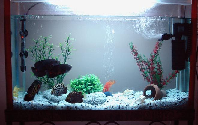 freshwater fish tank (mostly fish and non-living decorations) - My Oscar,Scott & Parrot fishes living together.
