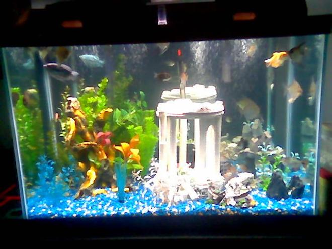 75 gallons freshwater fish tank (mostly fish and non-living decorations) - 65g fresh