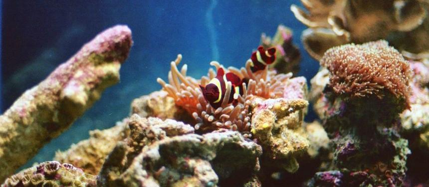 Rated #44: Saltwater Fish - Premnas Biaculeatus - Yellowstripe Maroon Clownfish Stocking In 60 Gallons Tank - My mated gold stripe maroon clowns and their bubble tip anemone!