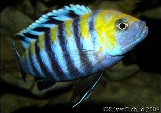 freshwater fish - cynotilapia afra - afra cichlid stocking in 180 gallons tank - Cynotilapia afra Cobue
