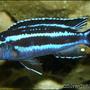 freshwater fish - melanochromis cyaneorhabdos - maingano cichlid stocking in 180 gallons tank - Melanochromis maingano