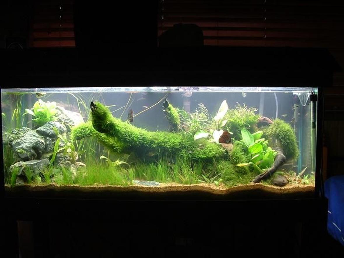 50 gallons planted tank (mostly live plants and fish) - nearly finished need to get a few new plants and let everything grow