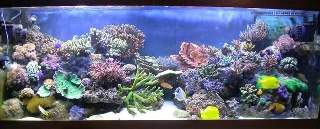 160 gallons reef tank (mostly live coral and fish) - My new tank !