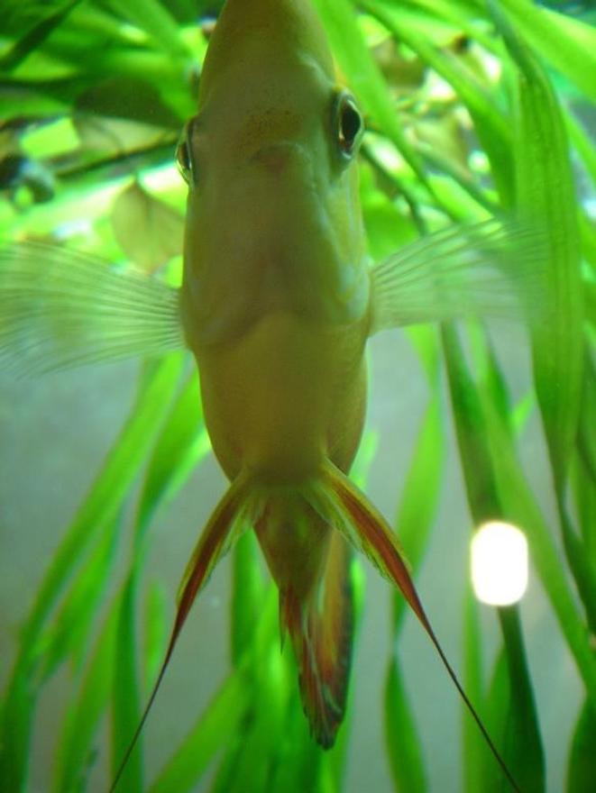 freshwater fish - symphysodon sp. - red marlboro discus stocking in 50 gallons tank - close up of my red marlboro