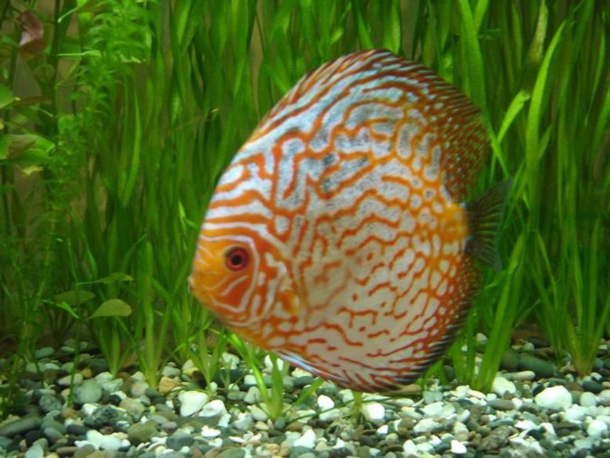 Rated #347: Freshwater Fish - Symphysodon Spp. - Pigeon Blood Discus Stocking In 50 Gallons Tank - pigeon blood discus