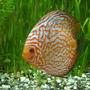 freshwater fish - symphysodon spp. - pigeon blood discus stocking in 50 gallons tank - pigeon blood discus