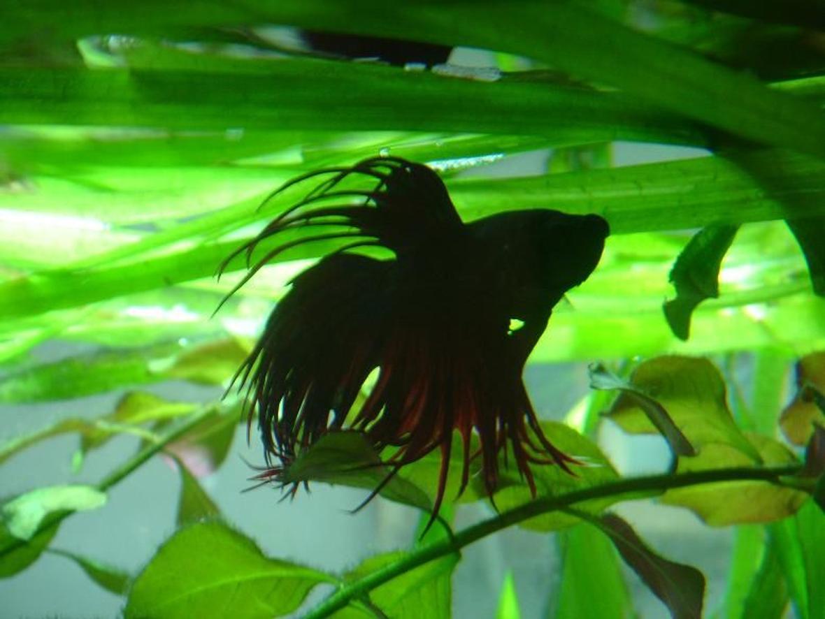 freshwater fish - betta splendens - crown tail betta stocking in 50 gallons tank - siamee fighter