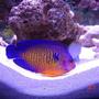 saltwater fish - centropyge bispinosa - coral beauty angelfish stocking in 75 gallons tank - My Coral Beauty