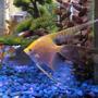 freshwater fish - pterophyllum sp. - gold veil angel stocking in 55 gallons tank - My largest Gold Veil Angel "Dylan"