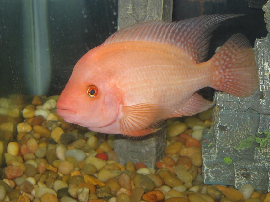 Rated #1453: Freshwater Fish - Amphilophus Labiatus - Red Devil Stocking In 30 Gallons Tank - Name is Jeb, he is a Midas, some also call him a Red Devil even tho truth is, Midas are Hybrids.