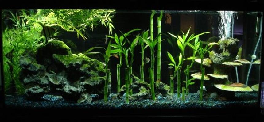 Rated #22: 55 Gallons Freshwater Fish Tank - My 55-gallon that serves as a room-divider (thus why random lights and things are visible behind it), containing angelfish (Pterophyllum scalare), pristella tetras (Pristella maxillaris), and serpae tetras (Hyphessobrycon eques).