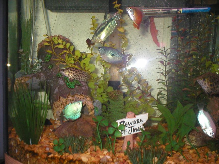 Rated #3786: 29 Gallons Freshwater Fish Tank - 29gal Gourami Tank