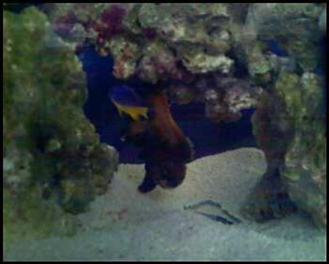saltwater fish - chrysyptera taupou - fiji blue devil damselfish stocking in 10 gallons tank - bob and tommy