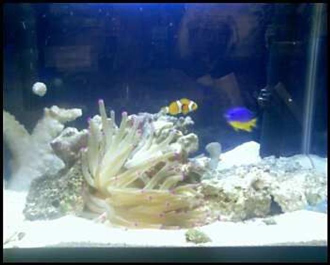 10 gallons saltwater fish tank (mostly fish, little/no live coral) - the tommy, nemo, and angleica