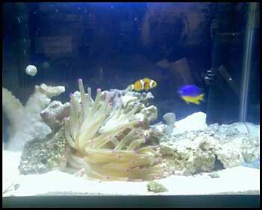 Rated #69: 10 Gallons Saltwater Fish Tank - the tommy, nemo, and angleica