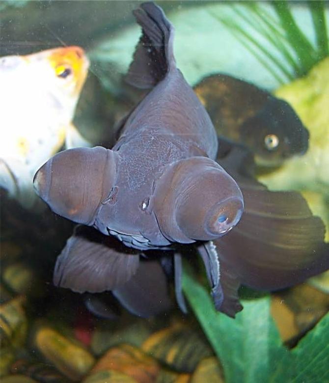 freshwater fish - carassius auratus - black moor goldfish stocking in 72 gallons tank - Goldfish, Black Moor