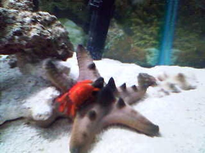 corals inverts - protoreastor nodosus - chocolate chip starfish stocking in 75 gallons tank - Red Phil Crab riding my Chocolate Chip Starfish