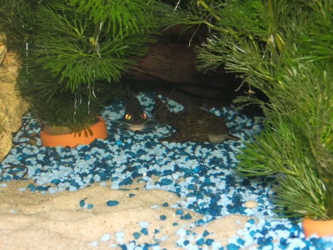 freshwater fish - pimelodus pictus - pictus cat stocking in 100 gallons tank - satan in fish format
evil looking pictus