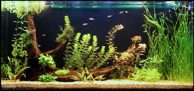75 gallons planted tank (mostly live plants and fish) - My aquarium 3 weeks after start.