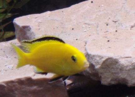 freshwater fish - labidochromis caeruleus - electric yellow cichlid stocking in 75 gallons tank - my male lab