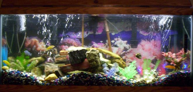 75 gallons freshwater fish tank (mostly fish and non-living decorations) - 75 Gallon with 13 assorted African Cichlids. 2 Emporer 400 bio filters and 1 Fluval 303, lots of rock and fake plants. This tank is 1 of 5 that I have