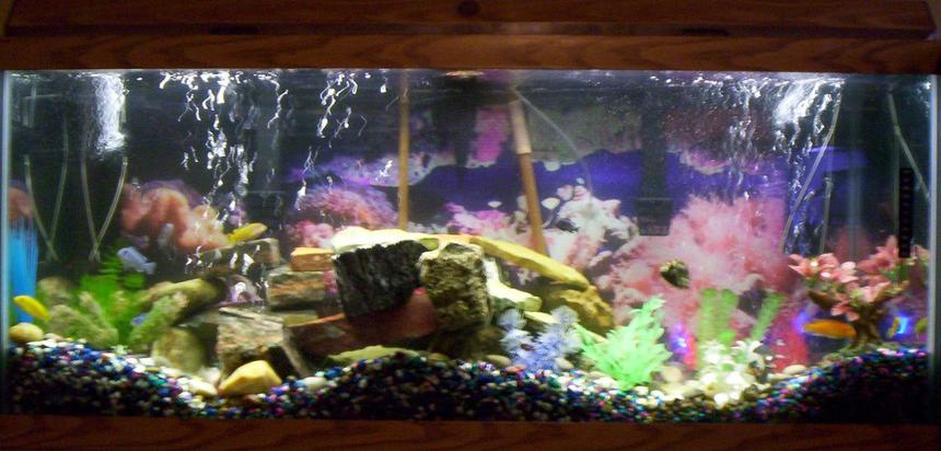 Rated #3260: 75 Gallons Freshwater Fish Tank - 75 Gallon with 13 assorted African Cichlids. 2 Emporer 400 bio filters and 1 Fluval 303, lots of rock and fake plants. This tank is 1 of 5 that I have