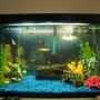 29 gallons freshwater fish tank (mostly fish and non-living decorations) - First tank. 29 Gallons