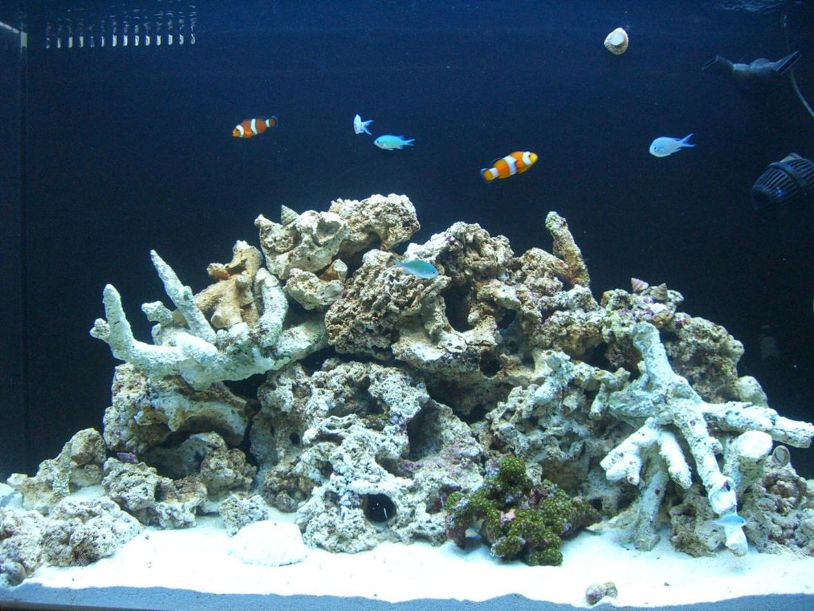 65 gallons reef tank (mostly live coral and fish) - Its been 1 month and I cant wait to add more specimens, slowly.