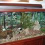 58 gallons freshwater fish tank (mostly fish and non-living decorations) - I've enjoyed this 58 gallon fish tank for the past 3 years. It's a nice addition to my living room now.