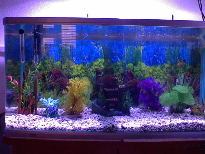 Rated #3103: 38 Gallons Freshwater Fish Tank - MYTANK