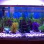 38 gallons freshwater fish tank (mostly fish and non-living decorations) - MYTANK