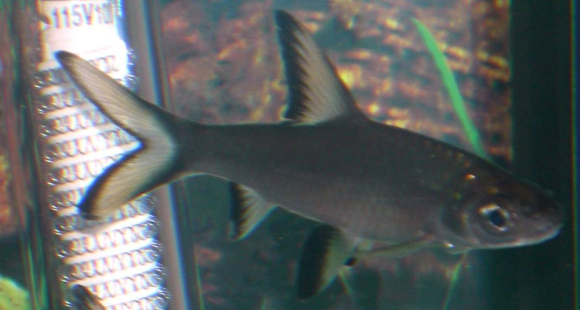 freshwater fish - balantiocheilus melanopterus - bala shark stocking in 25 gallons tank - Bala Shark