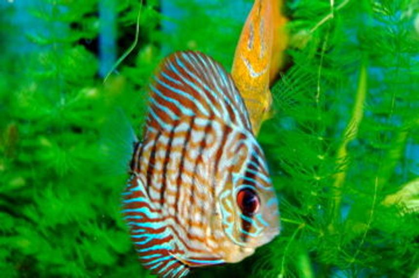 Rated #17: Freshwater Fish - Symphysodon Spp. - Checkerboard Discus Stocking In 55 Gallons Tank - Checkers