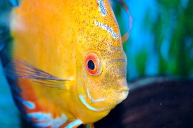 freshwater fish - morning glory discus stocking in 55 gallons tank - Sunny up close.