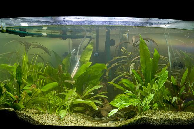47 gallons planted tank (mostly live plants and fish) - my second attempt at a planted tank, this time with a little more success.