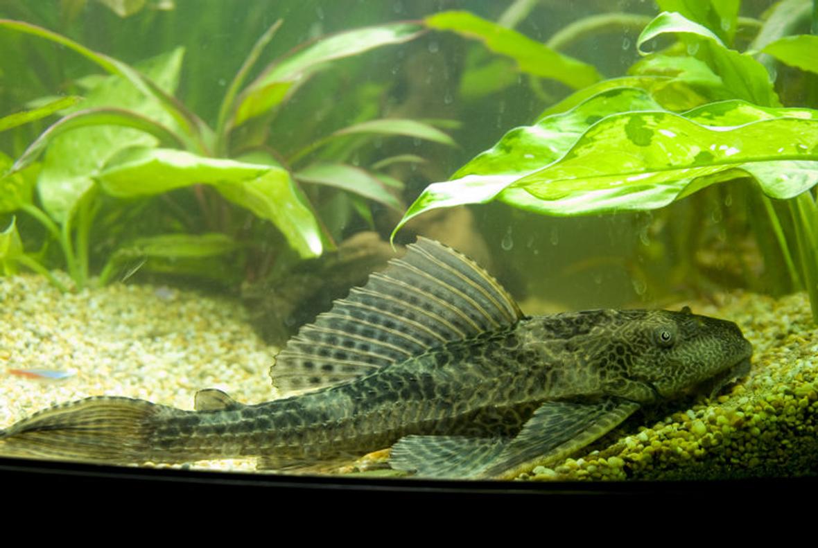 freshwater fish - glyptoperichthys gibbiceps - sailfin pleco (l-83) stocking in 47 gallons tank - my wee 11 incher