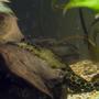 freshwater fish - peckoltia sp. - yellow prince tiger pleco (l-72) stocking in 47 gallons tank - my 4 incher, and his big mate looking on.