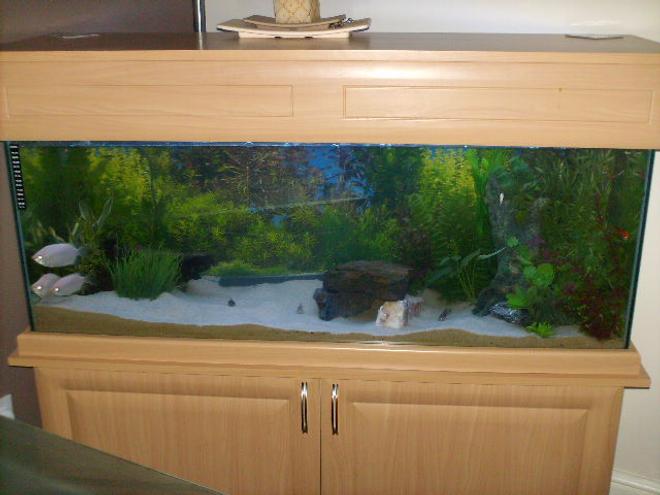 70 gallons freshwater fish tank (mostly fish and non-living decorations) - 4ft tank with external filter fluval 305 and internal filter, air stone, t5lighting 1 marine glo & 1 aqua glo lights