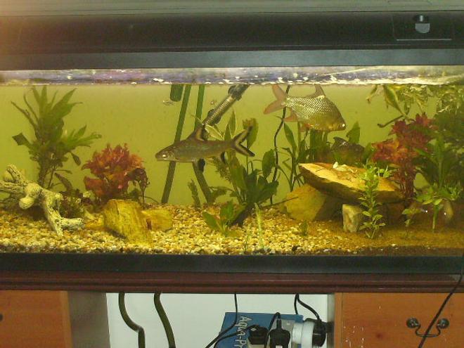 70 gallons planted tank (mostly live plants and fish) - fluval duo 1200 with live plants, eheim external filter, and internal filter aquaone and air stone