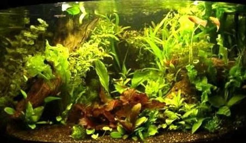 Rated #94: 350 Gallons Planted Tank - A SMALL SLICE OF NATURE