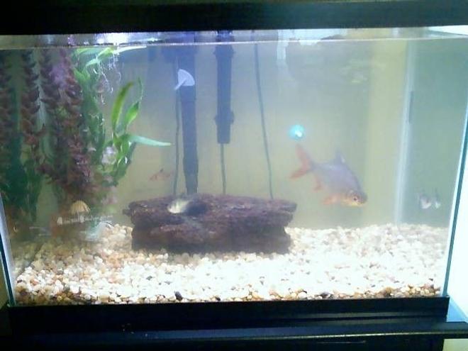 20 gallons freshwater fish tank (mostly fish and non-living decorations) - My tank taken with a cell cam. Don't have batteries for my regular cam.
