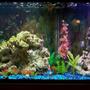 55 gallons freshwater fish tank (mostly fish and non-living decorations) - 55 gal freshwater community