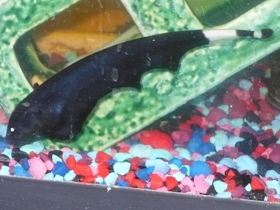 freshwater fish - apteronotus albifrons - black ghost knifefish stocking in 55 gallons tank - black ghost knife now 5 inches long