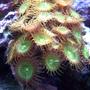 corals inverts - zoanthus sp. - button polyp stocking in 65 gallons tank - button polops