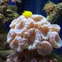 65 gallons saltwater fish tank (mostly fish, little/no live coral) - blue trumpet coral! goby likes his pic taken