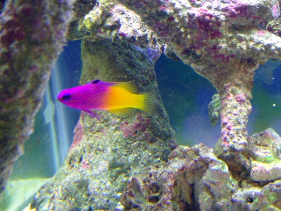 saltwater fish - gramma loreto - royal gramma basslet stocking in 40 gallons tank - Jenny the Royal Gramma