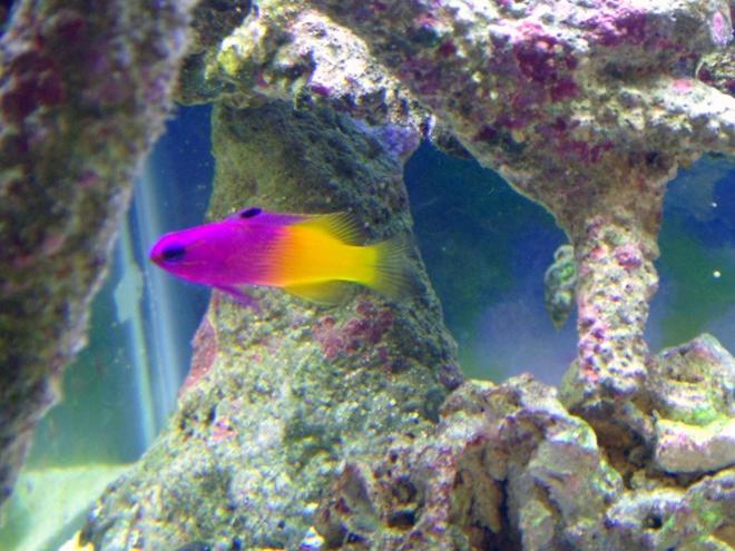 saltwater fish - gramma loreto - royal gramma basslet stocking in 40 gallons tank - Jenny the Royal Gramma