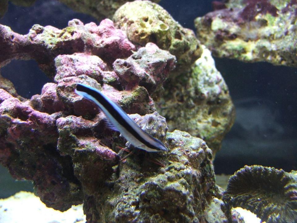 saltwater fish - plotosus lineatus - coral catfish stocking in 40 gallons tank - Zoomi the Cleaner Wrasse