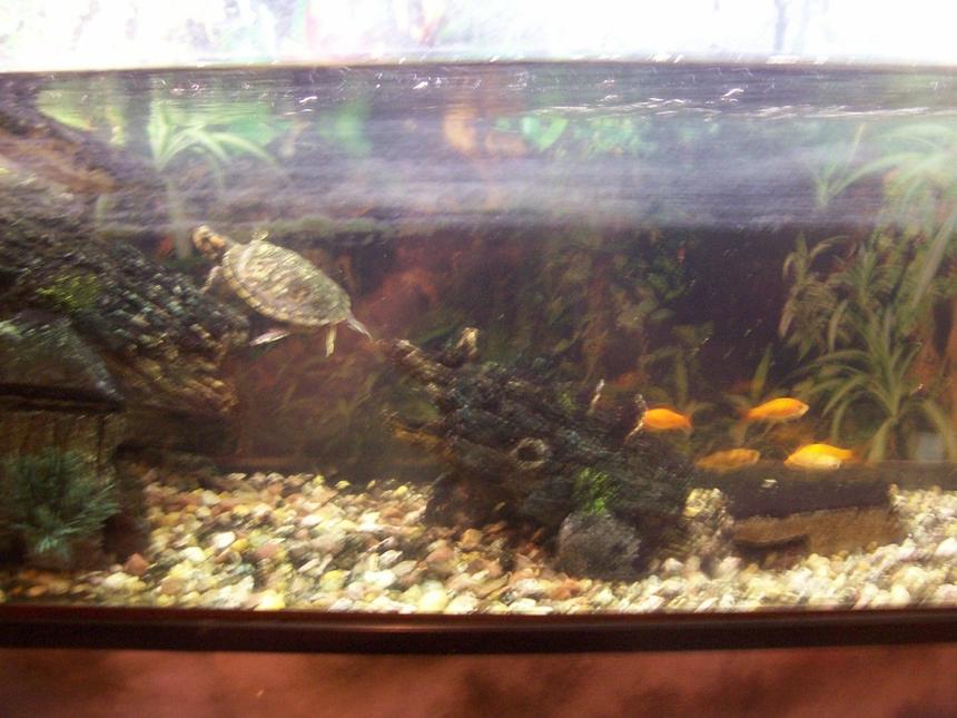 Rated #74: Corals Inverts - Trachemys Scripta Scripta - Yellow Belly Slider Turtle Stocking In 36 Gallons Tank - The Turtle and Fishs
