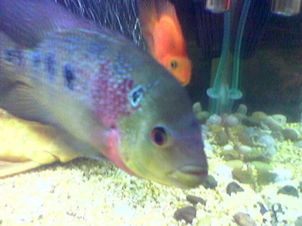 freshwater fish - cichlasoma sp. - flower horn cichlid stocking in 160 gallons tank - My Lovley Flower Horn